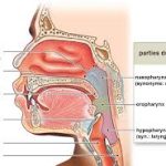 anatomie voies digestives superieures