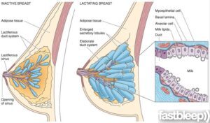 allaitement anatomie sein