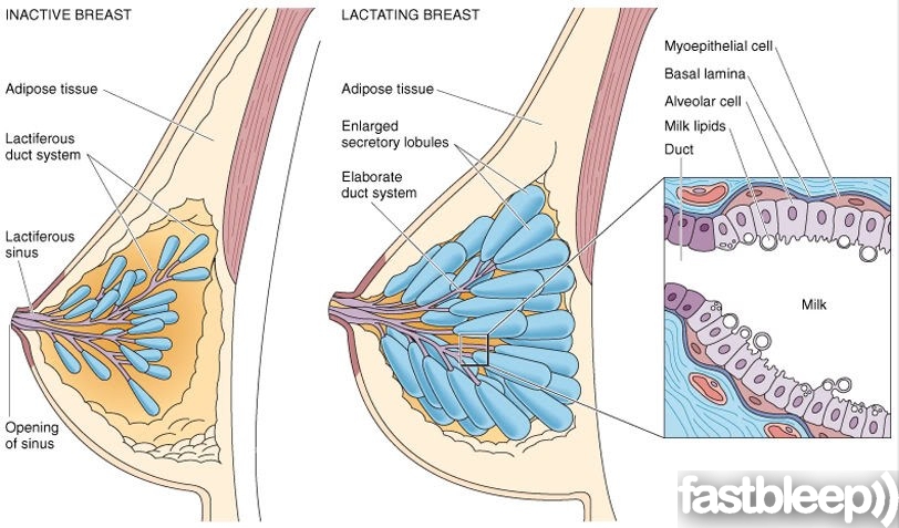 allaitement anatomie sein