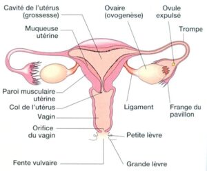 anatomie appareil genital feminin 1