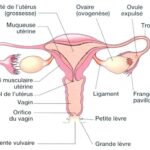 anatomie appareil genital feminin 2