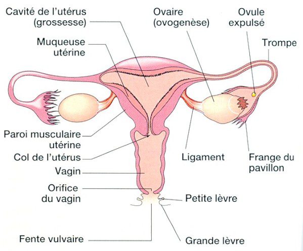 anatomie appareil genital feminin 2