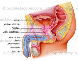 anatomie appareil genital masculin