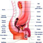 anatomie appareil urinaire masculin