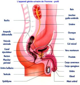 anatomie appareil urinaire masculin