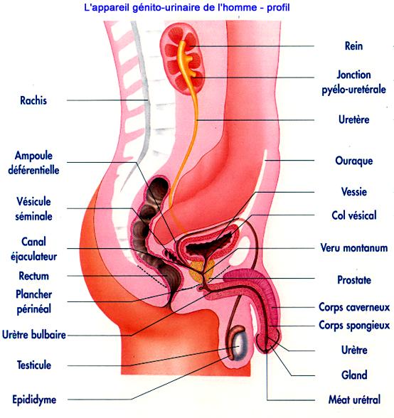 anatomie appareil urinaire masculin