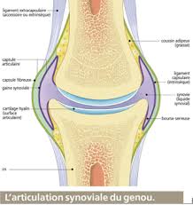 anatomie articulation 1