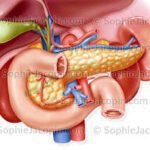 anatomie bloc duodeno hepato pancreatique