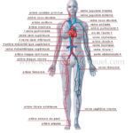 anatomie circulation sanguine