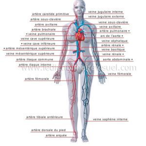 anatomie circulation sanguine