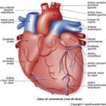 anatomie coeur et coronaires vue de face