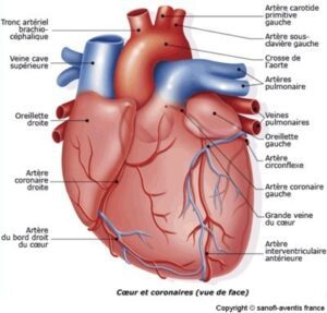 anatomie coeur et coronaires vue de face