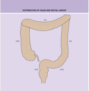 anatomie colon 1