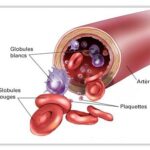 anatomie constituant sang