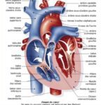 anatomie coupe du coeur 1