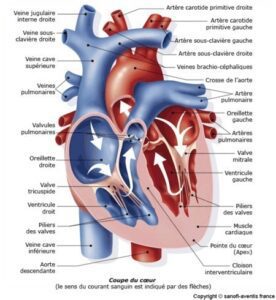 anatomie coupe du coeur 1