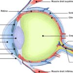 anatomie coupe oeil