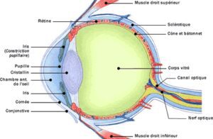 anatomie coupe oeil