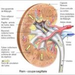 anatomie coupe sagittale du rein gauche