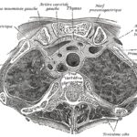 anatomie coupe transversale thorax