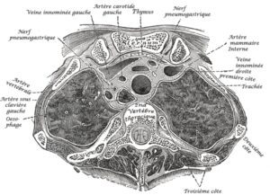 anatomie coupe transversale thorax
