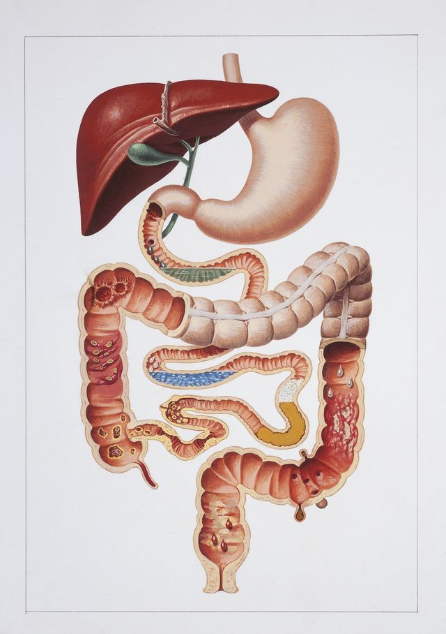 anatomie digestif