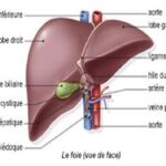 anatomie foie vue de face 1