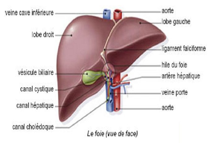 anatomie foie vue de face 1