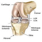 anatomie genou 2