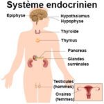 anatomie glandes endocrines 1