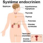 anatomie glandes endocrines 2