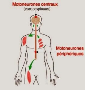 anatomie motoneurone