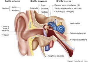 anatomie oreille