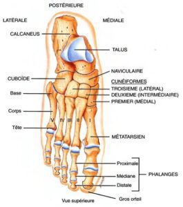 anatomie pied 1