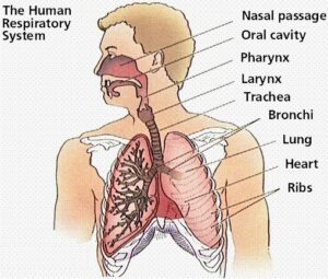 anatomie respiratoire