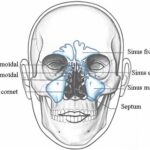 anatomie sinus