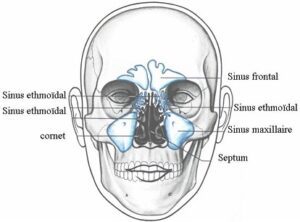 anatomie sinus