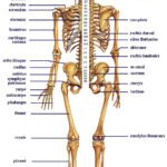 anatomie squelette humain
