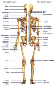 anatomie squelette humain