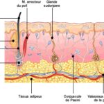 anatomie structure peau 1