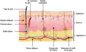 anatomie structure peau 1