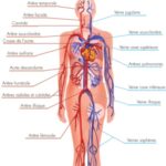 anatomie systeme circulatoire