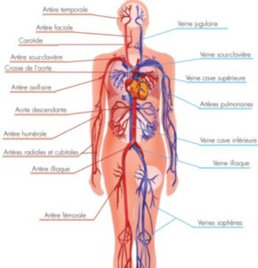 anatomie systeme circulatoire