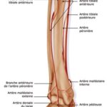 anatomie vascularisation membre inferieur 1