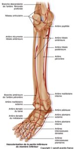 anatomie vascularisation membre inferieur 1