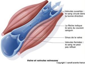 anatomie veine et valvules veineuses