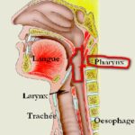 anatomie voies aeriennes superieures