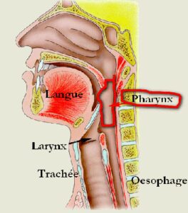 anatomie voies aeriennes superieures