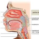 anatomie voies digestives superieures 1