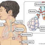 bronchiolite anatomie arbre tracheo broncho pulmonaire vu de face